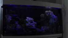 Aquarium Becken 25630