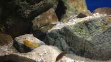 Labidochromis sp. ?hongi? und  Labidochromis caeruleus