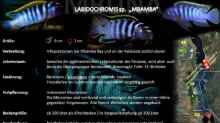 Labidochromis sp. ???mbamba??? lebt in der sedimentreichen Felszone- wo er viele
