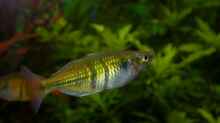 Regenbogenfisch-Weibchen, ist gar nicht einfach, Fische richtig zu fotografieren