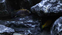 Labidochromis sp. ´Hongi´ (m)
