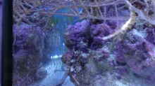 Besatz im Aquarium Becken 25777