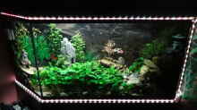 Aquarium Kleine Unterwasserwelt