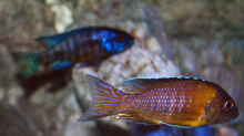 Besatz im Aquarium Malawitraum ( Umdekoriert )