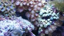 Besatz im Aquarium My first Reef