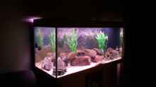 Dekoration im Aquarium Becken 26079