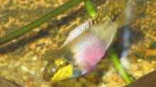 Pelvicachromis humilis Weibchen
