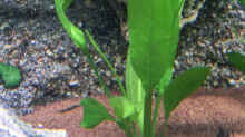 Echinodorus bleheri