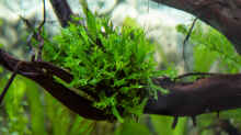Pflanzen im Aquarium Chichlidius Tank
