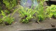 6 Turmdeckelschnecken ( Melanoides tuberculata ) eingezogen