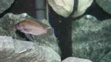Aquarium Rocks for Variabilichromis