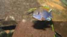 Labidochromis Hongi Männchen