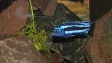 Melanochromis cyaneorhabdos maingano Weibchen