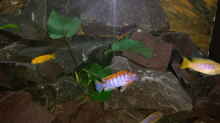 Pflanzen im Aquarium Becken 26401