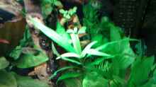 Pflanzen im Aquarium Amazonas/Salmler 125l