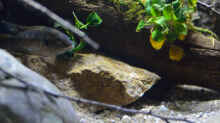 Aquarium Menja River Biotop / Nur noch Beispiel /