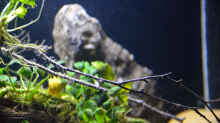 Aquarium Menja River Biotop / Nur noch Beispiel /