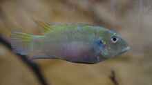 Benitochromis conjunctus Weibchen 