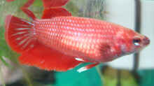 Besatz im Aquarium Kampffisch-Nano (Putzi)