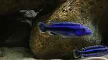 Melanocromi Northern Blue Männchen