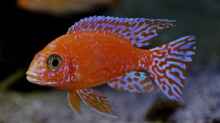 Aulonocara Firefish Bock 1