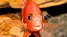 Firefish frontal