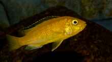 Libidochromis Caeruleus Yellow
