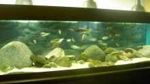Aquarium Becken 2682