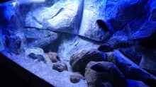 Aquarium Placidochromis Dream aufgelöst
