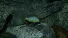 Placidochromis johnstoni solo