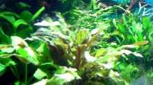 Pflanzen im Aquarium Becken 2694