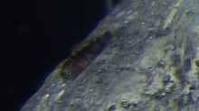 Labidochromis sp. ´perlmutt´-Baby ca. 5mm klein...