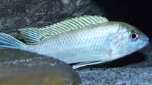 Labidochromis sp. ´perlmutt´ dominantes Männchen