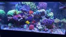 Aquarium 430l Riff mit Glasschrank