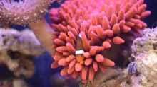 Aquarium 240l Meerwasser Anemonen/Weichkorallen Becken
