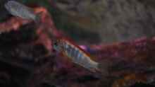 Labidochromis Hongi Red Top
