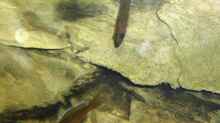 Paracyprichromis nigripinnis ´neon blue´ ein Teil der Gruppe