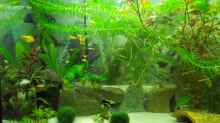 Aquarium Dschungel