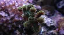 Besatz im Aquarium Koral karang