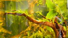 Dekoration im Aquarium Froschparadies (nur noch Beispiel)