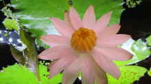 Blüte des Tigerlotus
