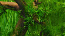 Moorkienholzwurzel, bepflanzt mit Javamoos und Farn