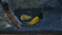 Labidochromis caeruleus Weibchen beim ´rumzicken´