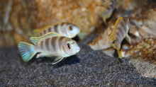 Labidochromis perlmutt Männchen mit 3 seiner 4 Damen