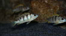 Labidochromis perlmutt Weibchen