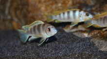 Labidochromis perlmutt Weibchen