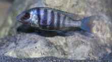 Placidochromis sp. ´phenchilus tanzania´ lupingo Weibchen