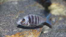 Placidochromis sp. ´phenchilus tanzania´ lupingo Weibchen