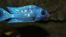 Placidochromis sp. ´phenochilus tanzania´ lupingu Männchen