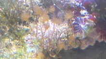 die ersten Korallenbäume juhu